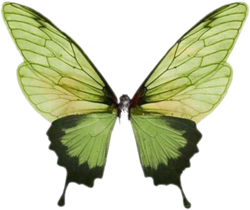Divineraee logo